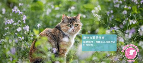 動物死了如何處理|寵物死亡處理：3個動物火化流程小細節、收費標準及。